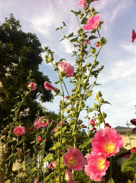 葵 あおい の花 山育ちのおさんぽ日記